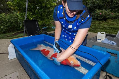 online fish vet|aquatic vet near me.